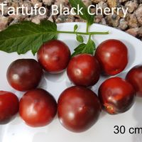 Tartufo Black Cherry